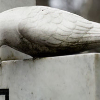 Billede af due på gravsten